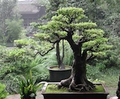 Bonsai