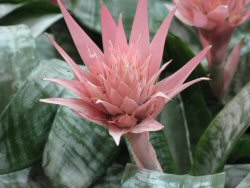 Aechmea (Aechmea fasciata bromeliacee)