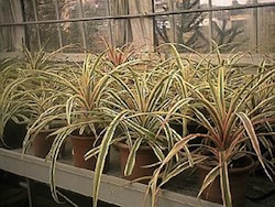 Ananas (Ananas comosus Bromeliacee)