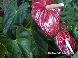 Anturio (Anthurium spp. araceae)