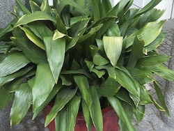 Aspidistra o pianta di ferro (Aspidistra elatior liliaceae)