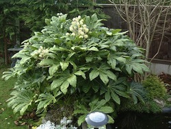 Aralia o fatsia (Aralia japonica araliacee)