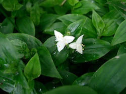 Tradescantia (Tradescantia fluminensis commelinaceae)