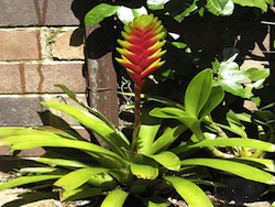 Vriesea (Vriesea splendens bromeliacee)