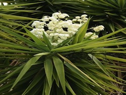 Yucca (Yucca elephantipes agavaceae)